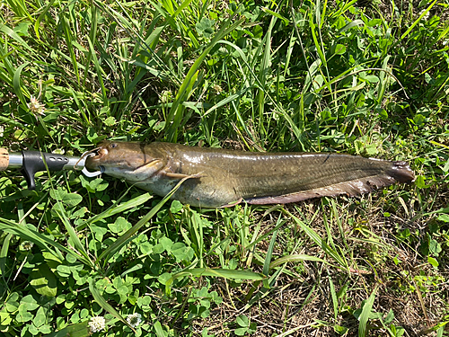 ナマズの釣果