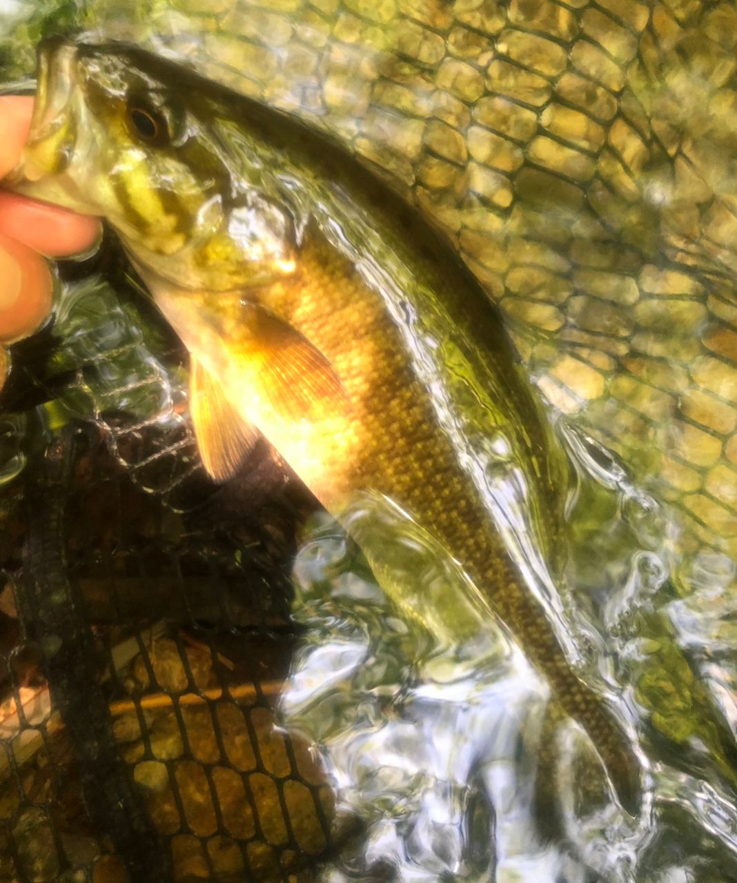 スモールマウスバス