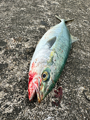 ハマチの釣果