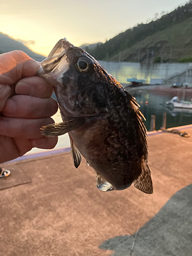 クロソイの釣果