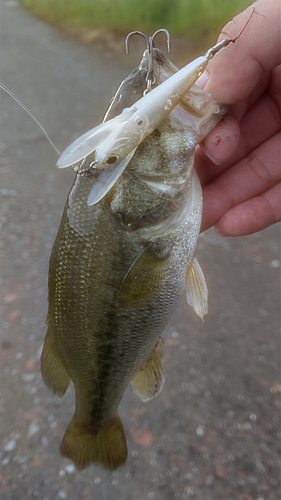 ブラックバスの釣果