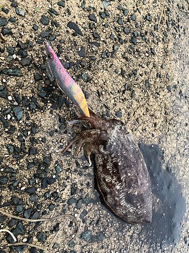 コウイカの釣果