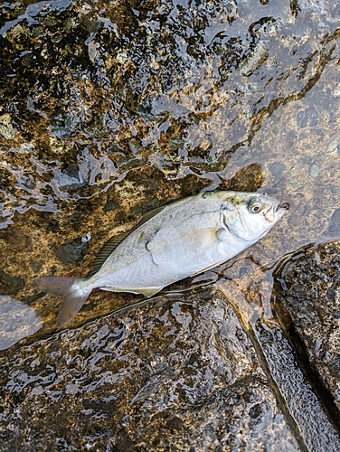 ショゴの釣果