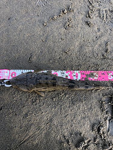 マゴチの釣果