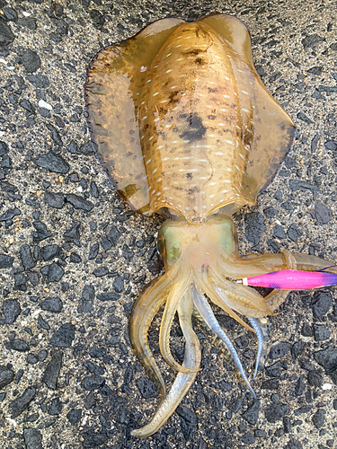 アオリイカの釣果