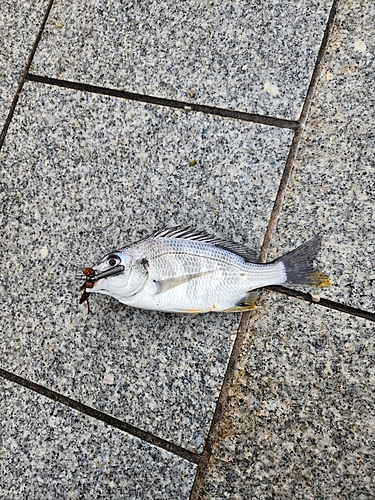 キビレの釣果