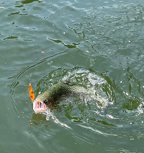 ニジマスの釣果