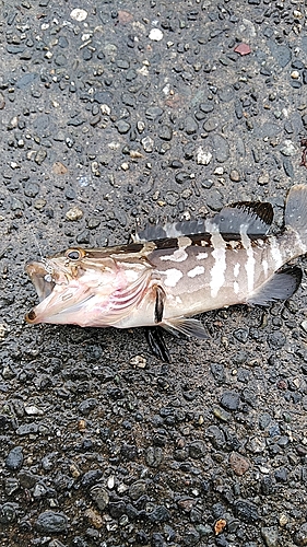 マハタの釣果