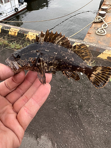 タケノコメバルの釣果