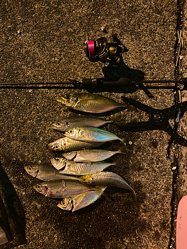 アジの釣果