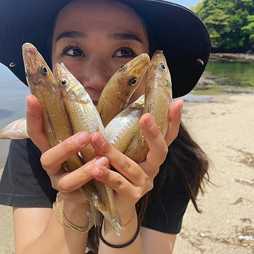 キスの釣果