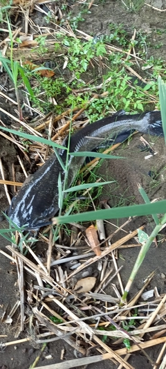 アメリカナマズの釣果