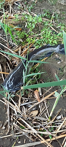 アメリカナマズの釣果