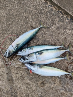 サバの釣果