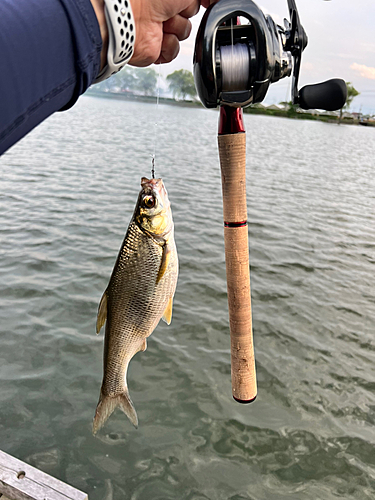 ワタカの釣果