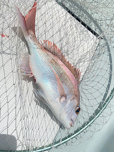 タイの釣果