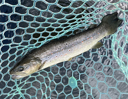 ブラウントラウトの釣果