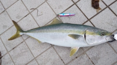 ハマチの釣果