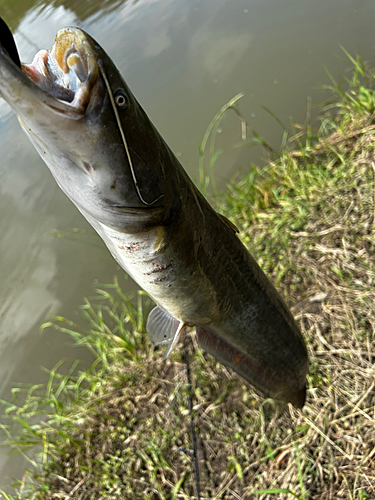 ナマズの釣果