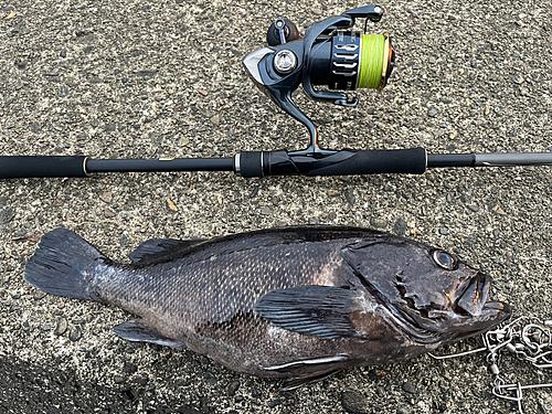 ソイの釣果