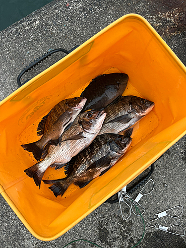 クロダイの釣果