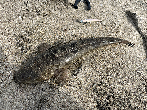 マゴチの釣果