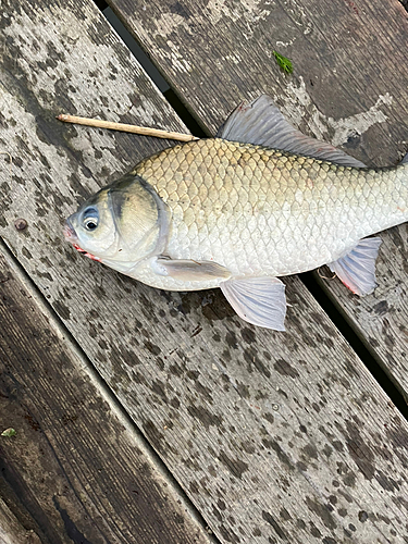 フナの釣果