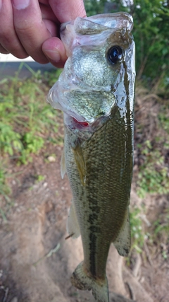 ラージマウスバスの釣果