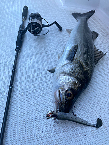 シーバスの釣果