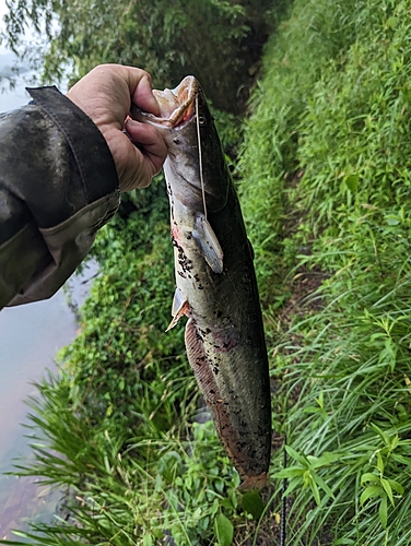 ナマズの釣果