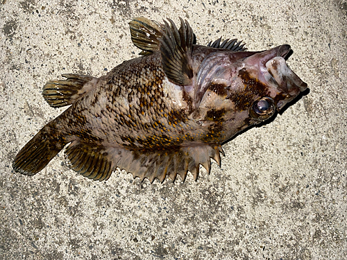 ソイの釣果