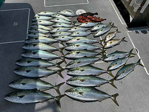 ワラサの釣果