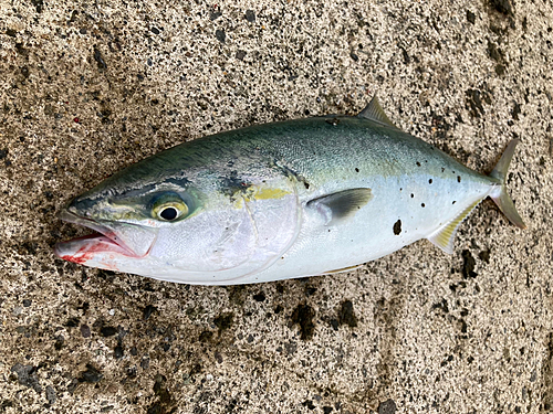 イナダの釣果