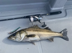 シーバスの釣果