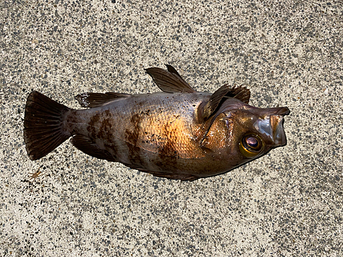 メバルの釣果