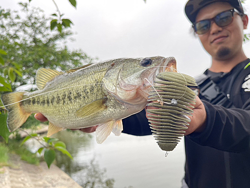 ブラックバスの釣果