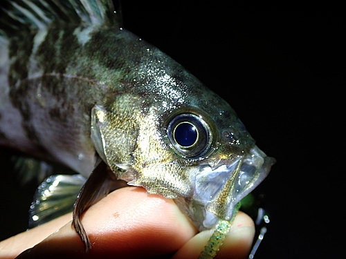 クロメバルの釣果