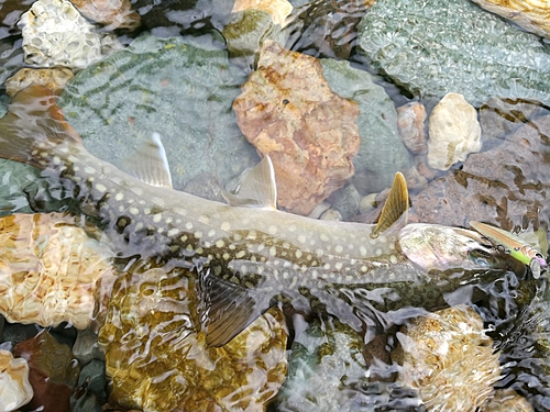 イワナの釣果