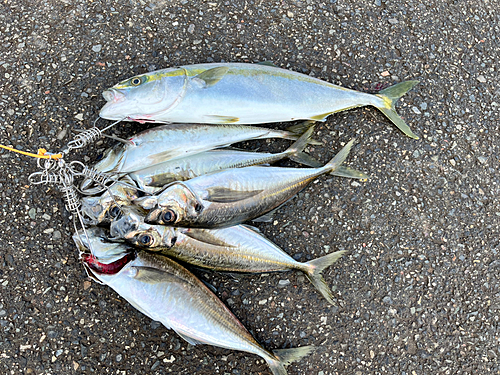 イナダの釣果