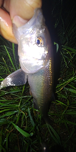 ハスの釣果