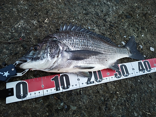 クロダイの釣果