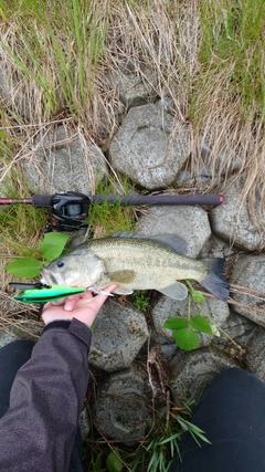 ブラックバスの釣果