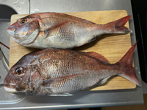 タイの釣果