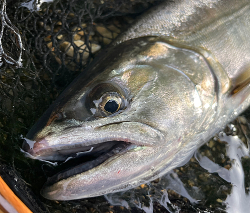 サクラマスの釣果