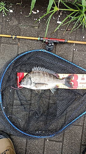 クロダイの釣果