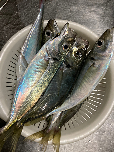 アジの釣果