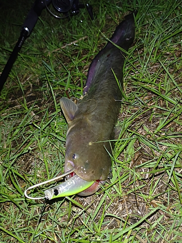 ナマズの釣果