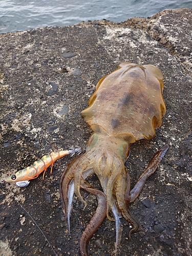 アオリイカの釣果