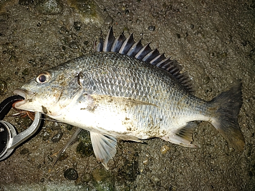 キビレの釣果