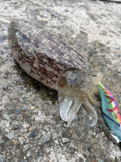 コウイカの釣果